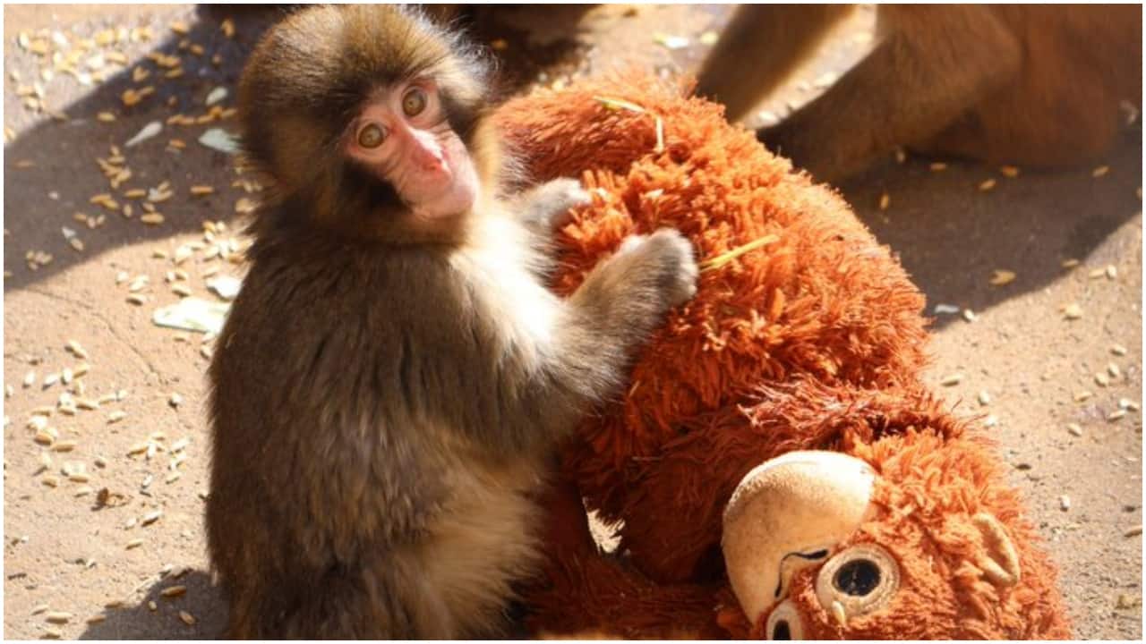 IKEA Plush Toy Carried by Viral Monkey Sells on eBay for ₹ 29,000