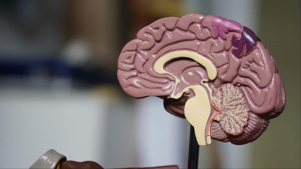 Neuroscientist Reveals 3 Everyday Habits to Maintain Cognitive Function and Boost Energy Levels