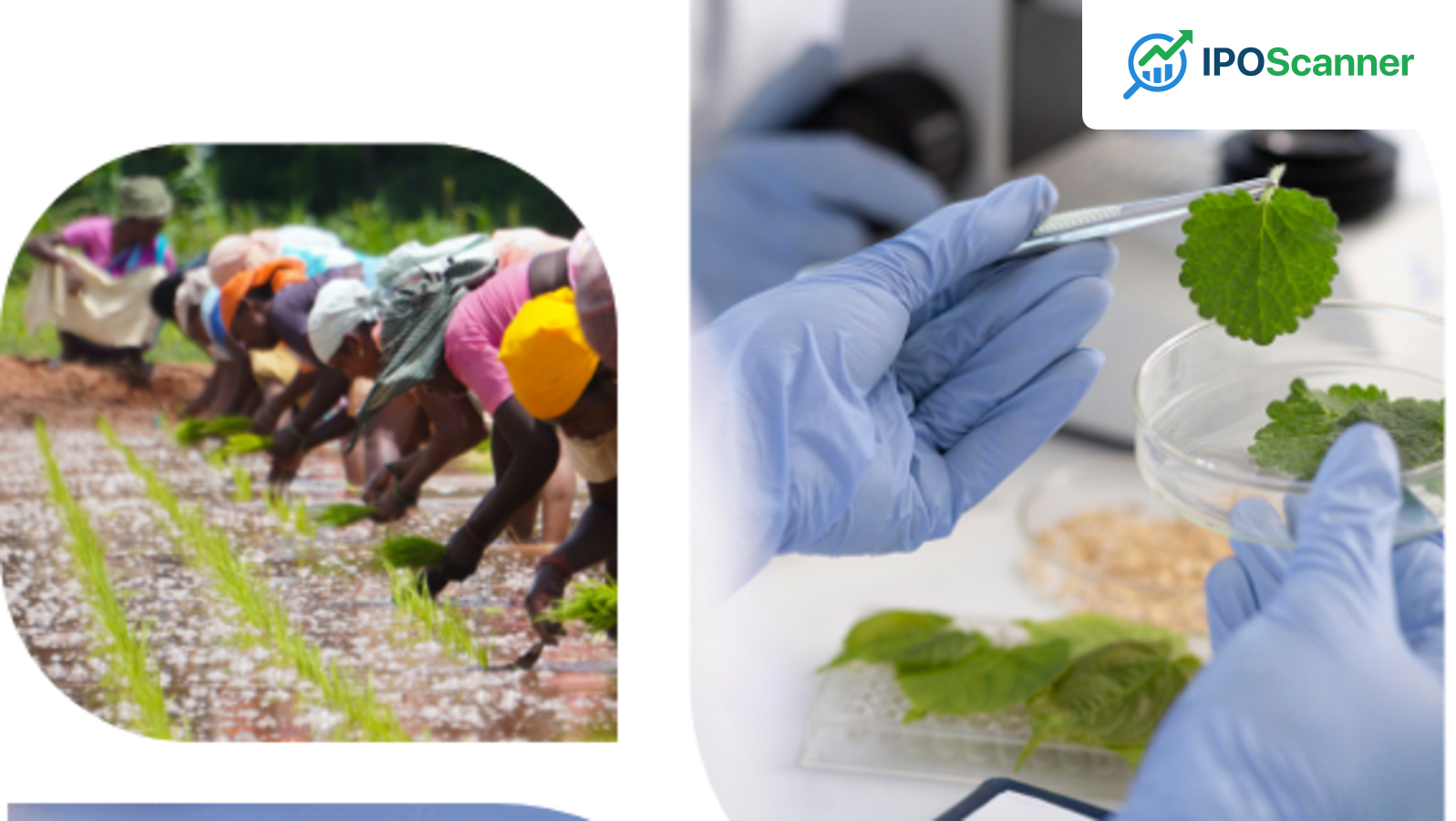 GSP Crop Science IPO Update: Day Two Sees 47% Booking, Key Details and Analyst Insights