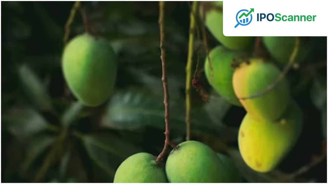 Mango Tree Rental Services Offer 30 kg Harvest Guarantee with Delivery Option