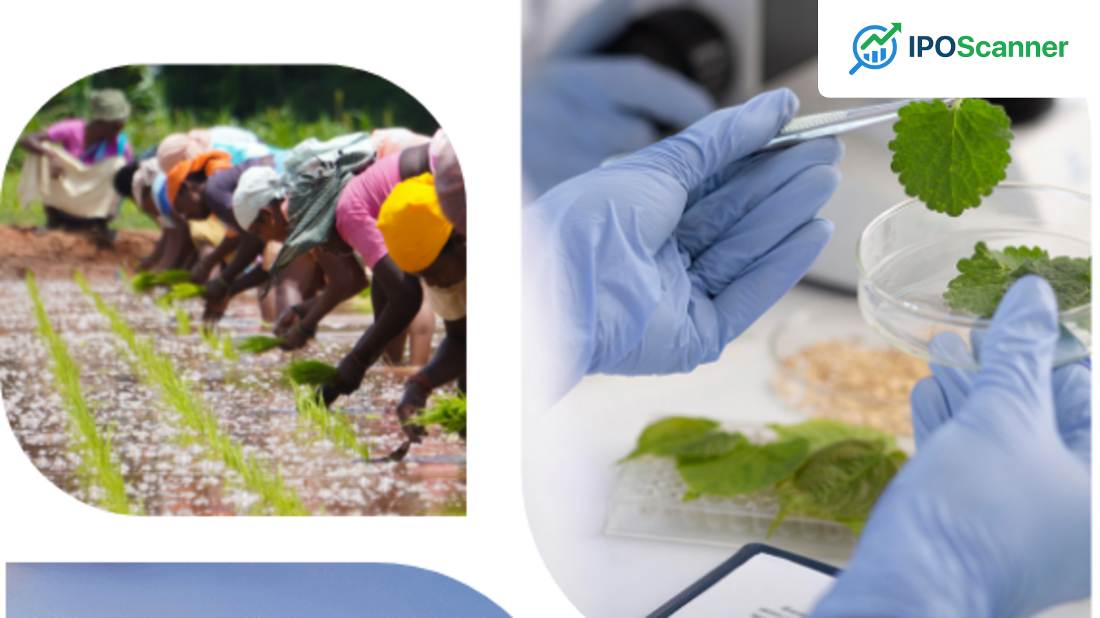 GSP Crop Science IPO: Focus Shifts to Allotment Date, Investors Seek Updates on Allocation Status