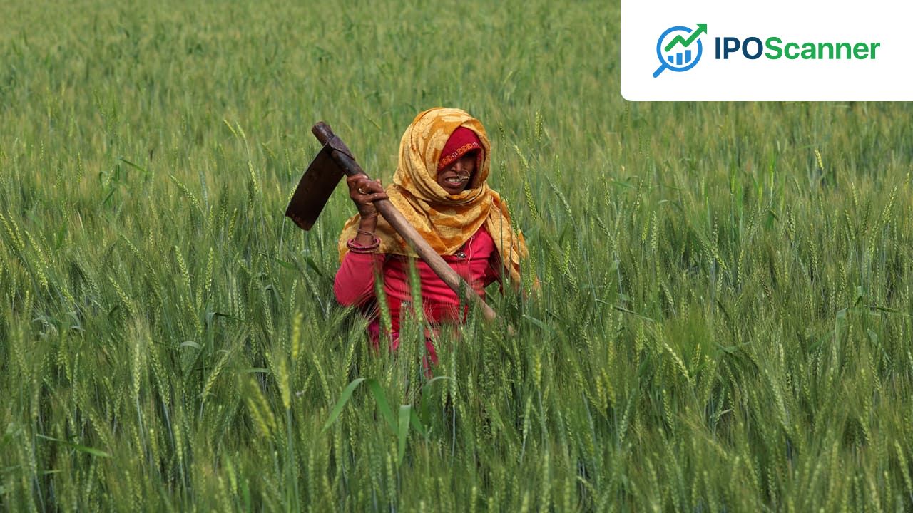 India's Wheat Output Forecast Revised to 110-120 Million Tonnes for 2025-26 Amid Weather-Related Damage