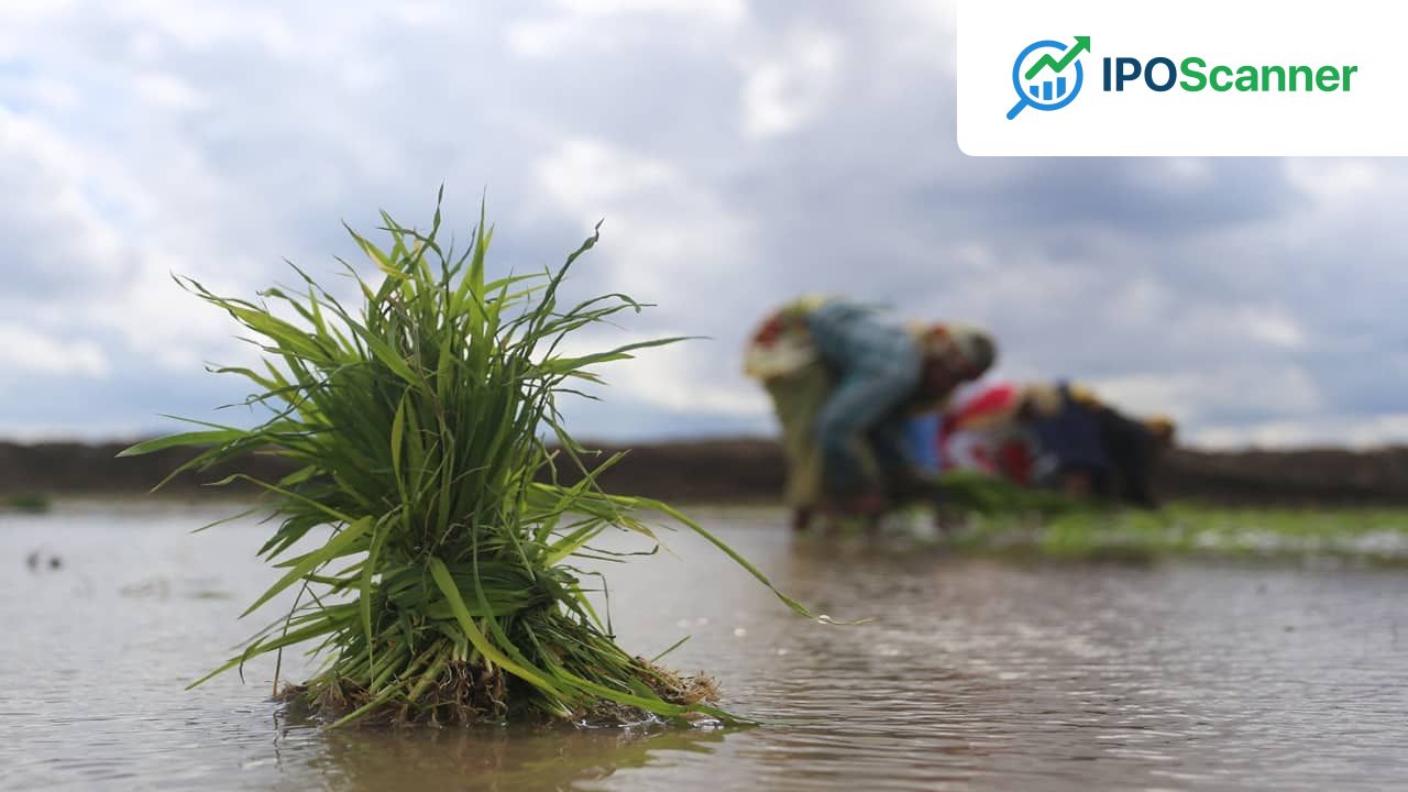 Monsoon Arrives, Paddy Sowing Drops 13%: Factors Behind Decline in India's Rice Crop